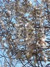 Paulownia fortunei