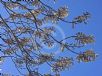 Paulownia fortunei