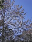 Paulownia fortunei