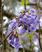 Paulownia tomentosa