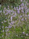 Paulownia tomentosa