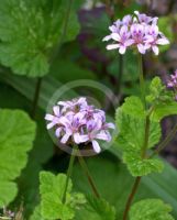 Pelargonium australe