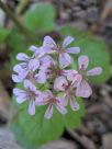 Pelargonium australe