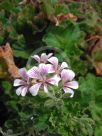 Pelargonium australe