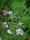 Pelargonium australe