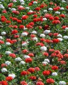 Pelargonium hortorum