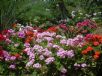 Pelargonium hortorum