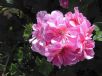 Pelargonium peltatum