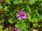 Pelargonium rodneyanum