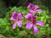 Pelargonium rodneyanum