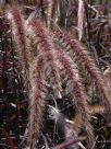 Pennisetum advena Rubra