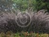 Pennisetum advena Rubra