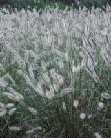 Pennisetum alopecuroides