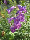 Penstemon