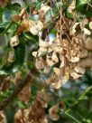 Pentaceras australis