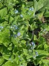 Pentaglottis sempervirens