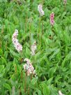 Persicaria affinis