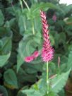 Persicaria amplexicaulis