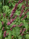 Persicaria amplexicaulis