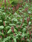 Persicaria amplexicaulis