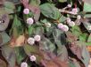 Persicaria capitata