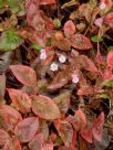 Persicaria capitata