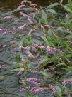 Persicaria decipiens