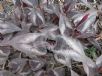 Persicaria microcephala Red Dragon