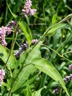 Persicaria orientalis