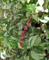 Persicaria virginiana Painter's Palette