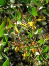 Persoonia myrtilloides