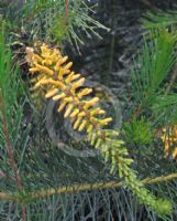 Persoonia pinifolia