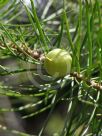 Persoonia pinifolia