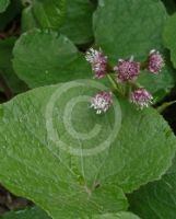 Petasites fragrans