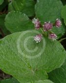 Petasites fragrans