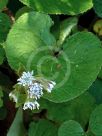 Petasites fragrans