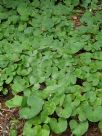 Petasites fragrans