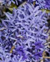 Petrea volubilis