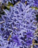 Petrea volubilis