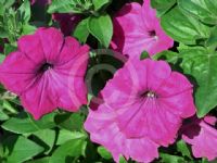 Petunia atkinsiana