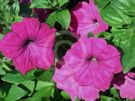 Petunia atkinsiana