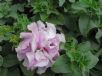 Petunia atkinsiana