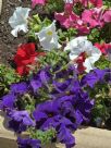Petunia atkinsiana