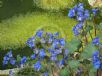 Phacelia campanularia