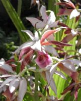 Phaius australis