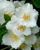 Philadelphus coronarius