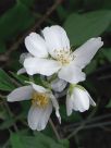 Philadelphus coronarius