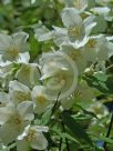 Philadelphus coronarius