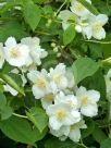 Philadelphus coronarius
