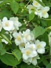 Philadelphus coronarius